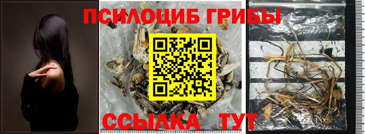 Псилоцибиновые грибы Cubensis Кашира